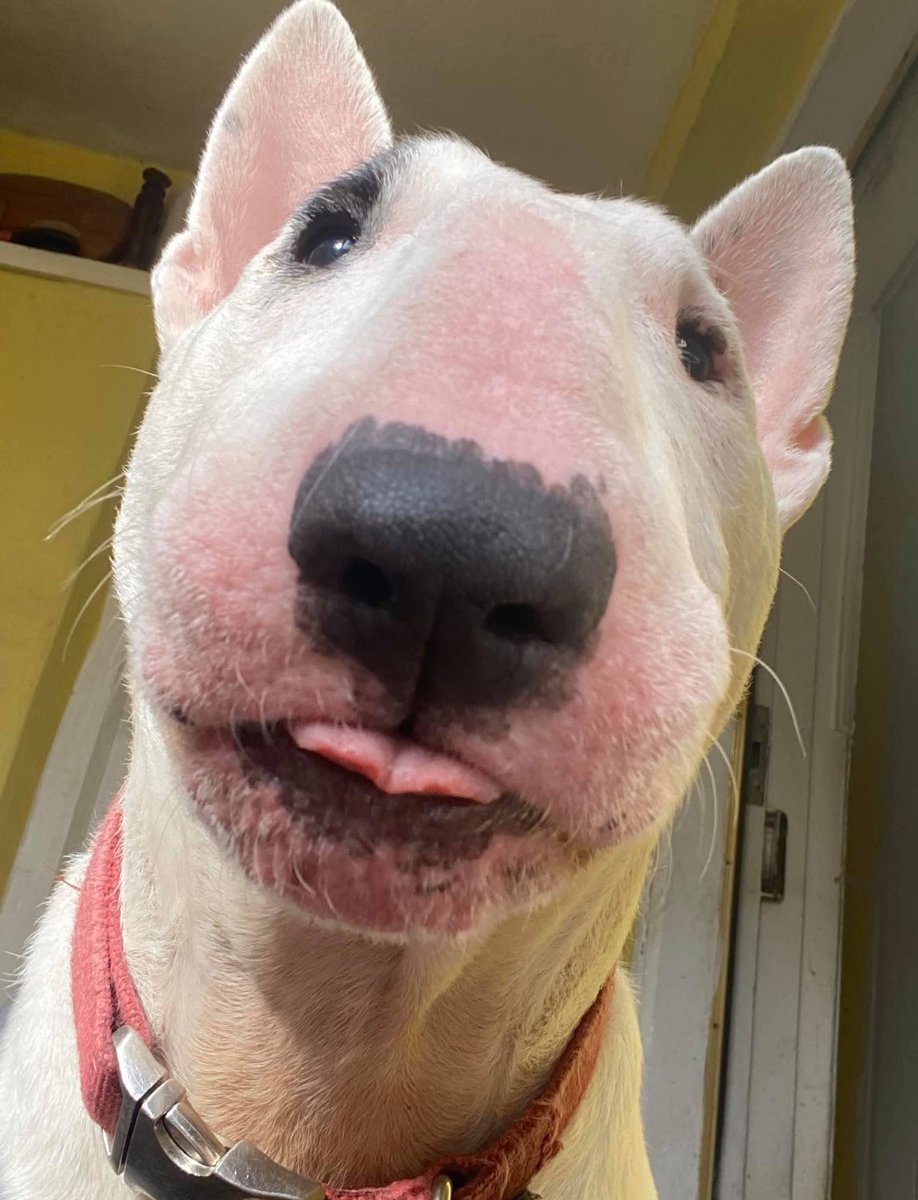 TheOrtonFamily tweet media