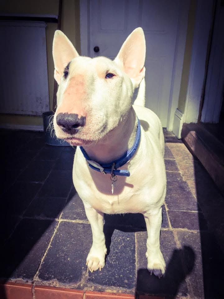 TheOrtonFamily tweet media