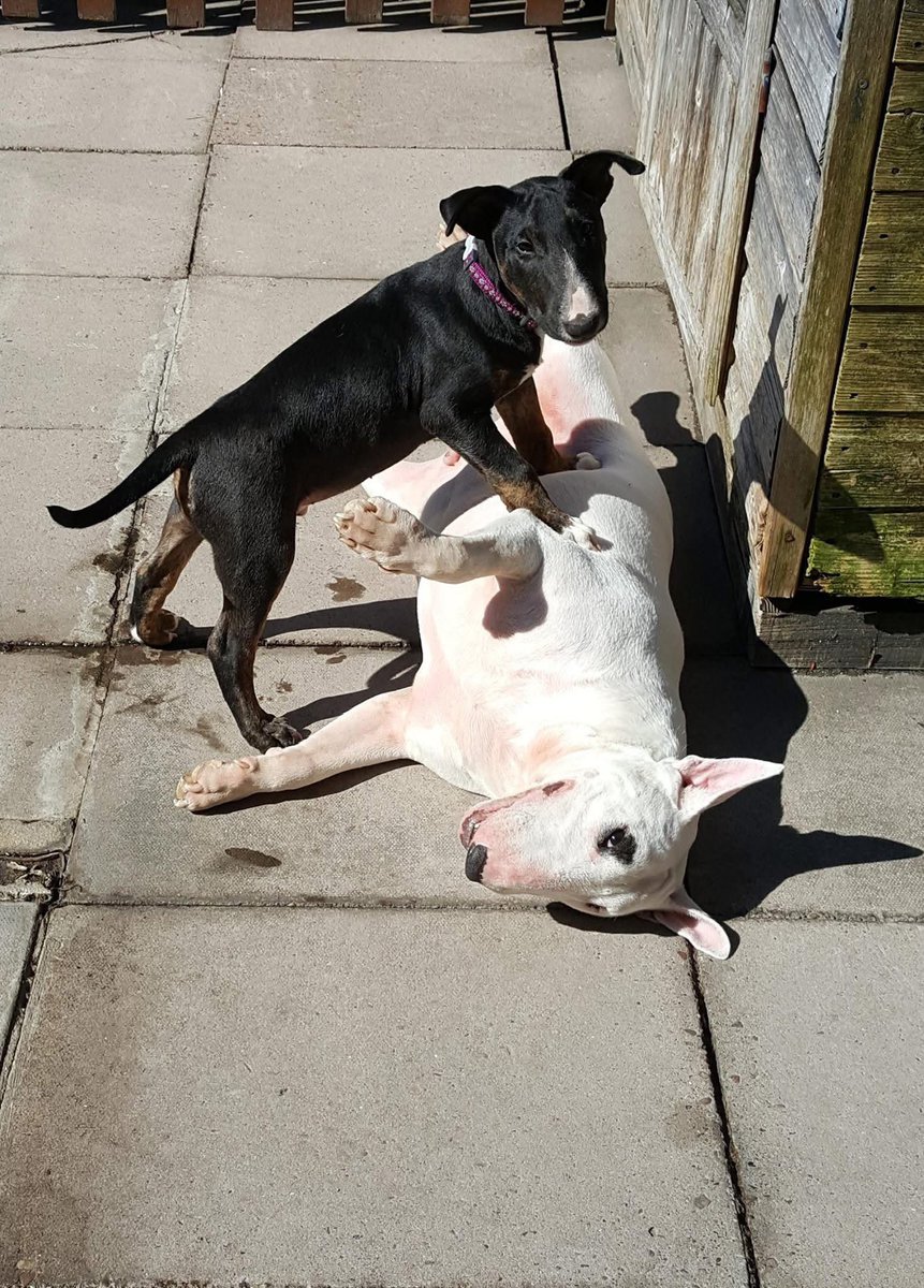 TheOrtonFamily tweet media