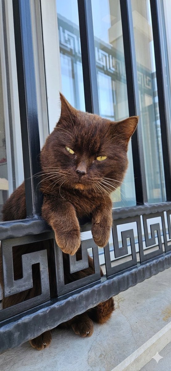 NCAPAROGLU's tweet photo. Çikolatam🤎 Bazen sadece kedi olmak istersin🧿🤎 https://t.co/fciNlsz2cz