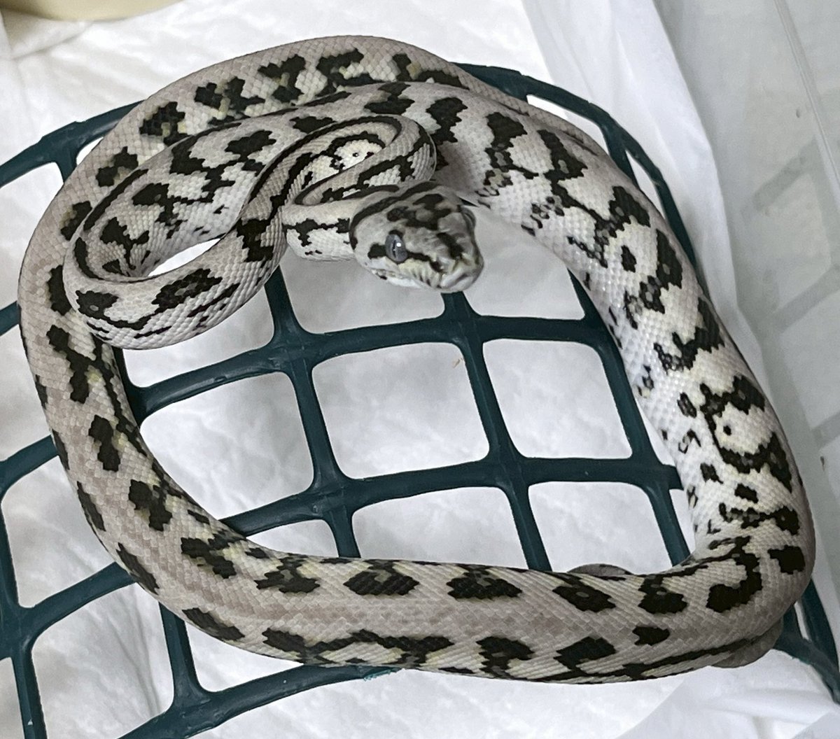 Mikage Pythons tweet media