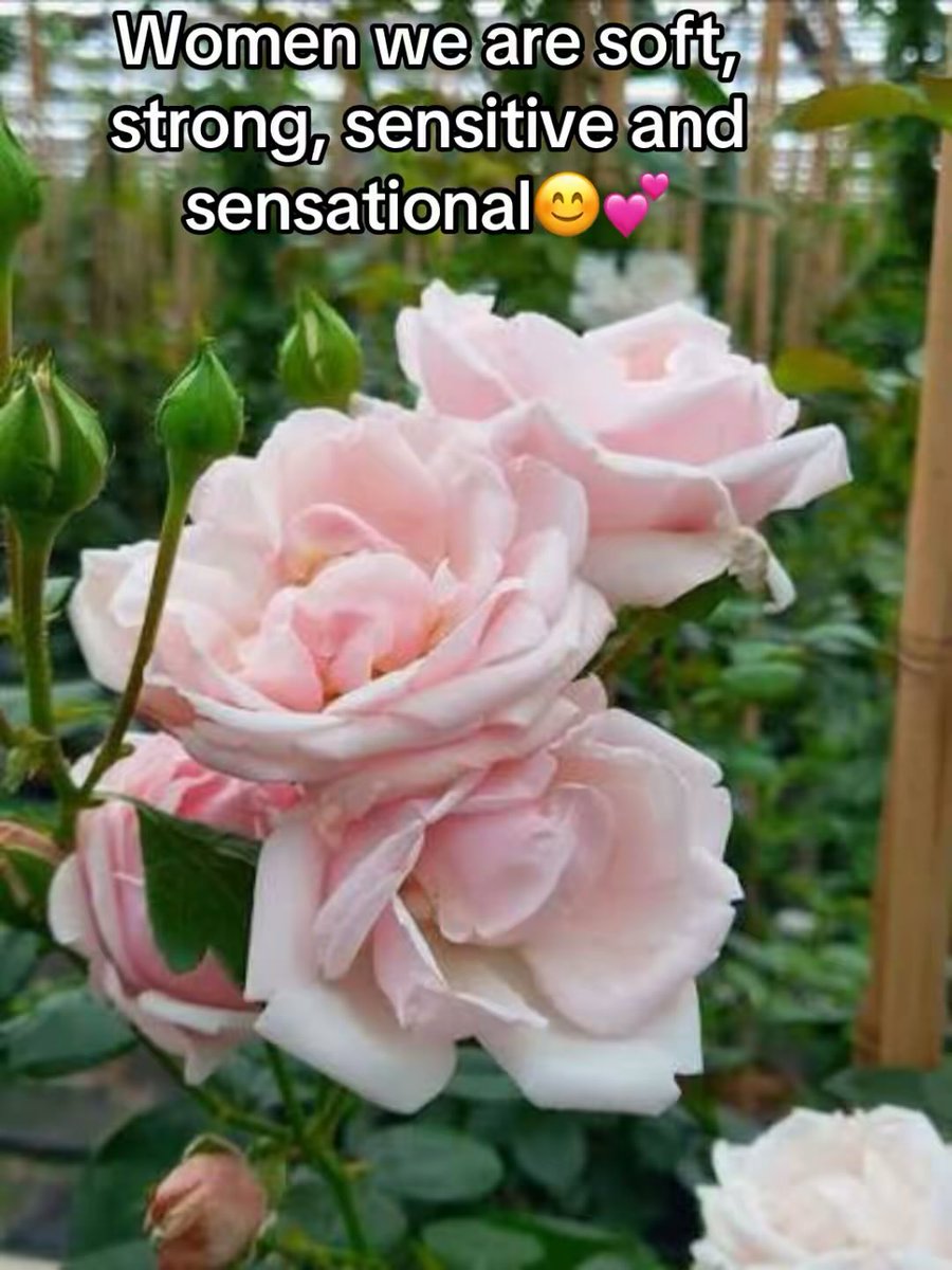 WMDLove's tweet photo. To women all over the world, you are seen you are relevant and you are recognised as the pillars of every family every society and every space.  Happy International Women’s Day 💕 https://t.co/f6Us7yupgn