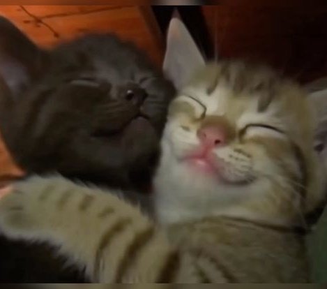 jack wolfe as cats tweet media