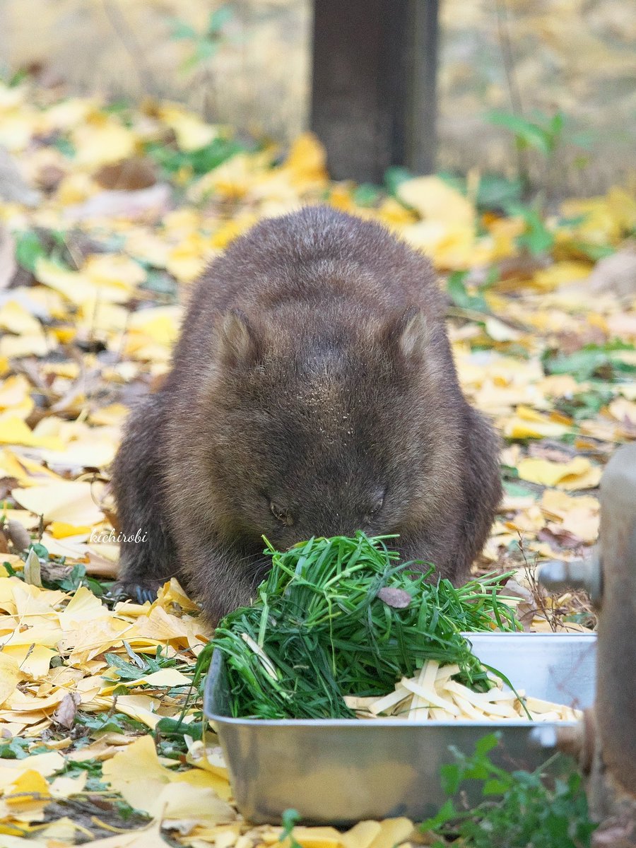 kikichirobin's tweet image. いただきまーす

　#コウ　#コウくん　#kou　#ko #コウ君大好き　#ありがとうコウ君　#五月山動物園 　#池田市　#ウォンバット　　#wombat　#wombatlove　 #satsukiyamazoo