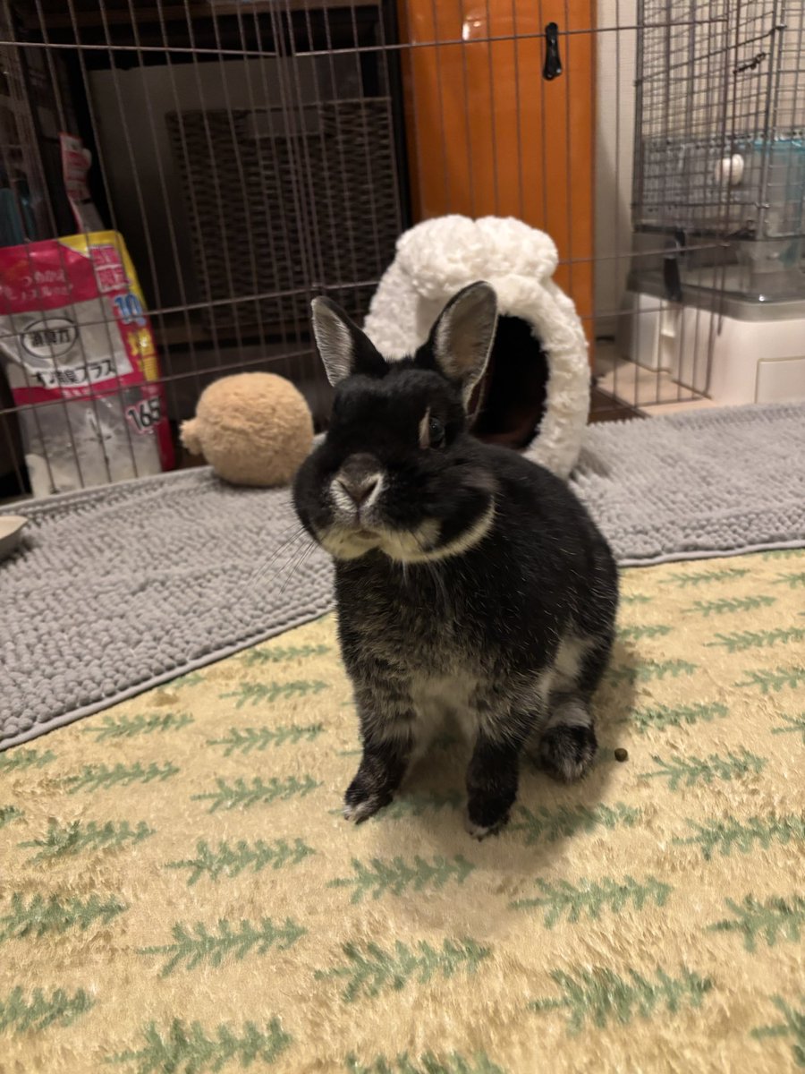 ごましお tweet media