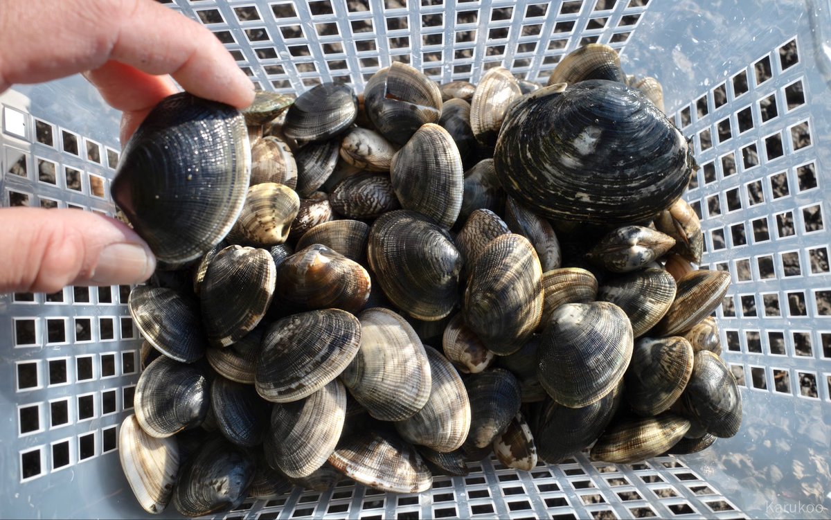 カルクウ tweet media