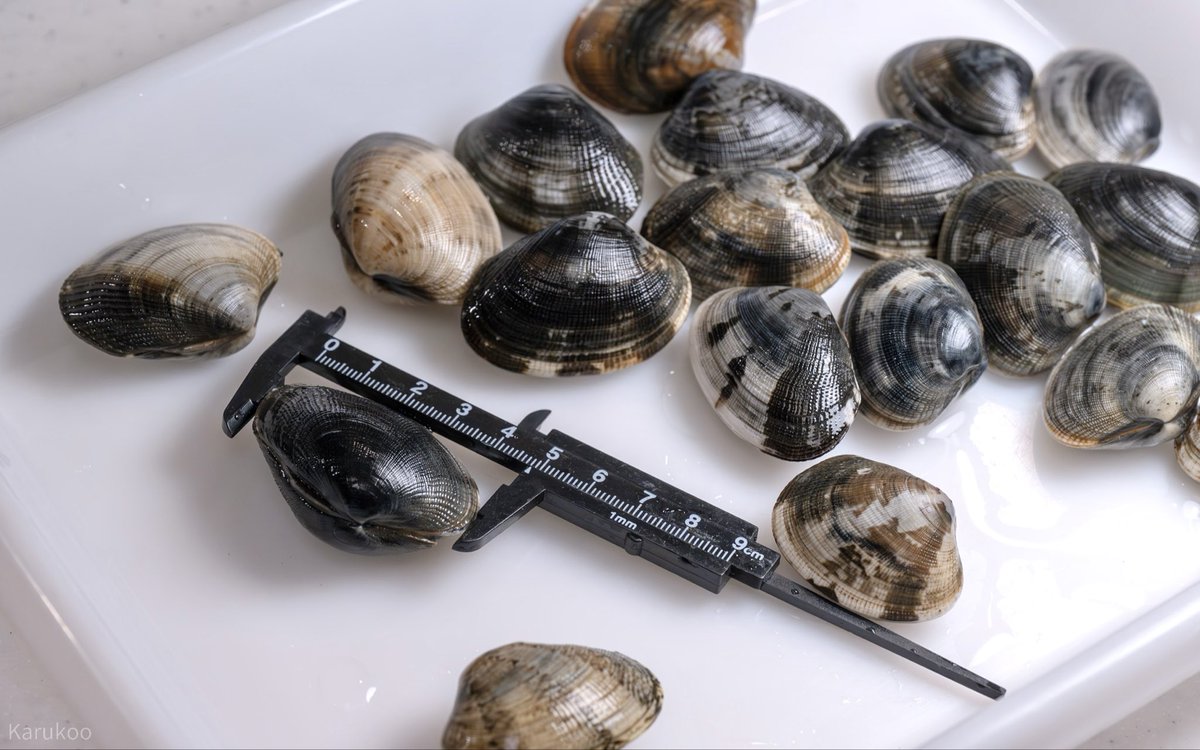 カルクウ tweet media