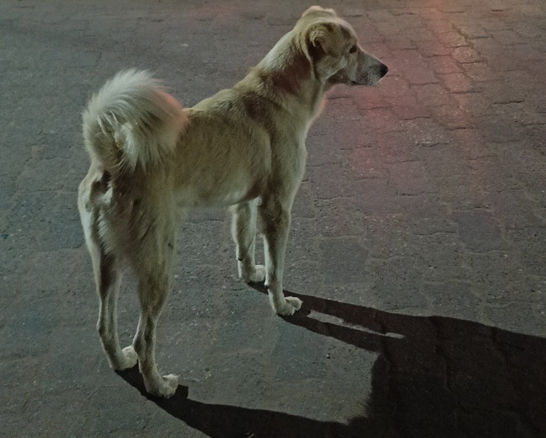 limca7o7's tweet photo. A very important day in my life: The most popular chief doge of the streets (Jwala Ram), has so much aura that he barely acknowledges anyone passing by. But today he ran to me for pets. No one else gets why I'm so happy. https://t.co/2AzSjMoctw