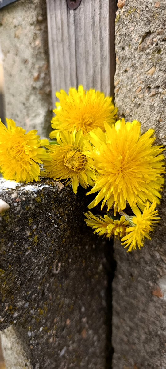 Öyle aniden, güzellikle ve kendiliğinden. 🌻