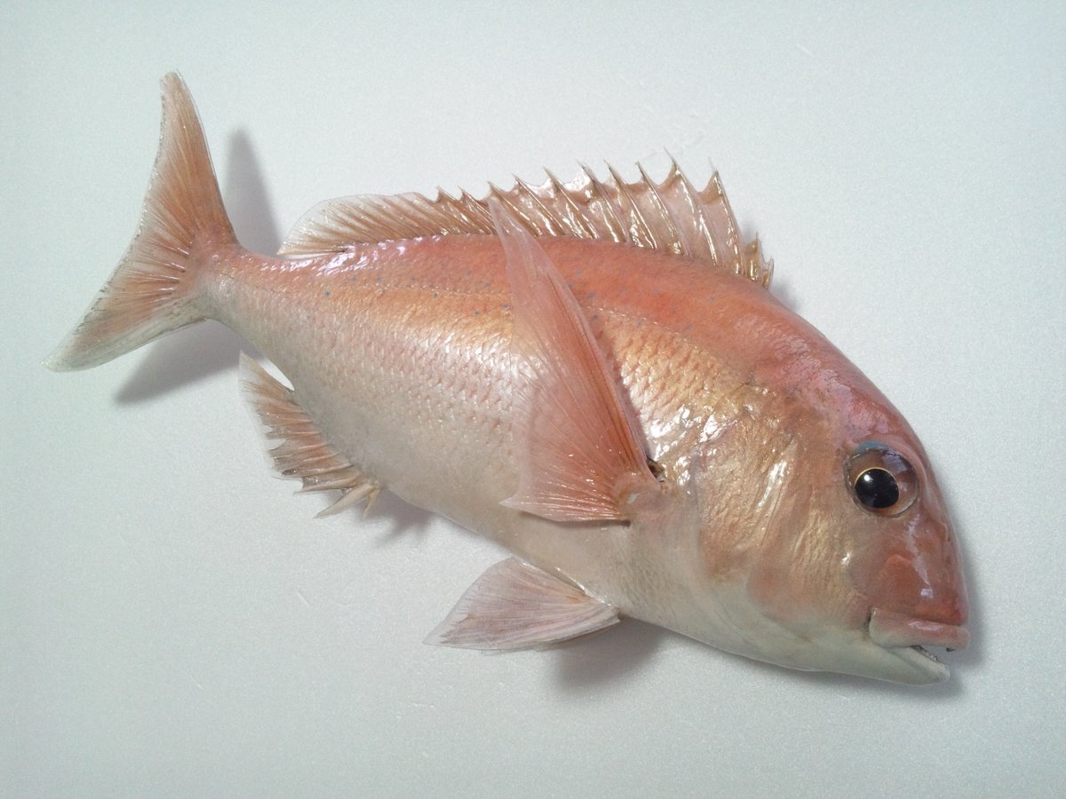 魚道部!/ 剥製師 力石眞弘 (チカライシ マサヒロ) tweet media