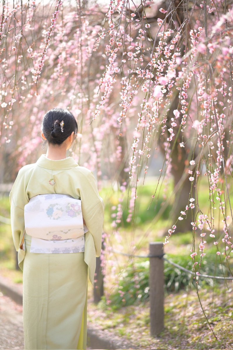 naclkclrbcl's tweet photo. 2026/3/7 コーデ日記

昨日は春色の色無地で梅を見にお出かけ👘
この色無地は四君子の花紋がお気に入りポイント✨
梅を見たあとは、旦那さんにホワイトデーでアフタヌーンティーごちそうしてもらいました！ありがとう😊 https://t.co/M0MKWei4fV