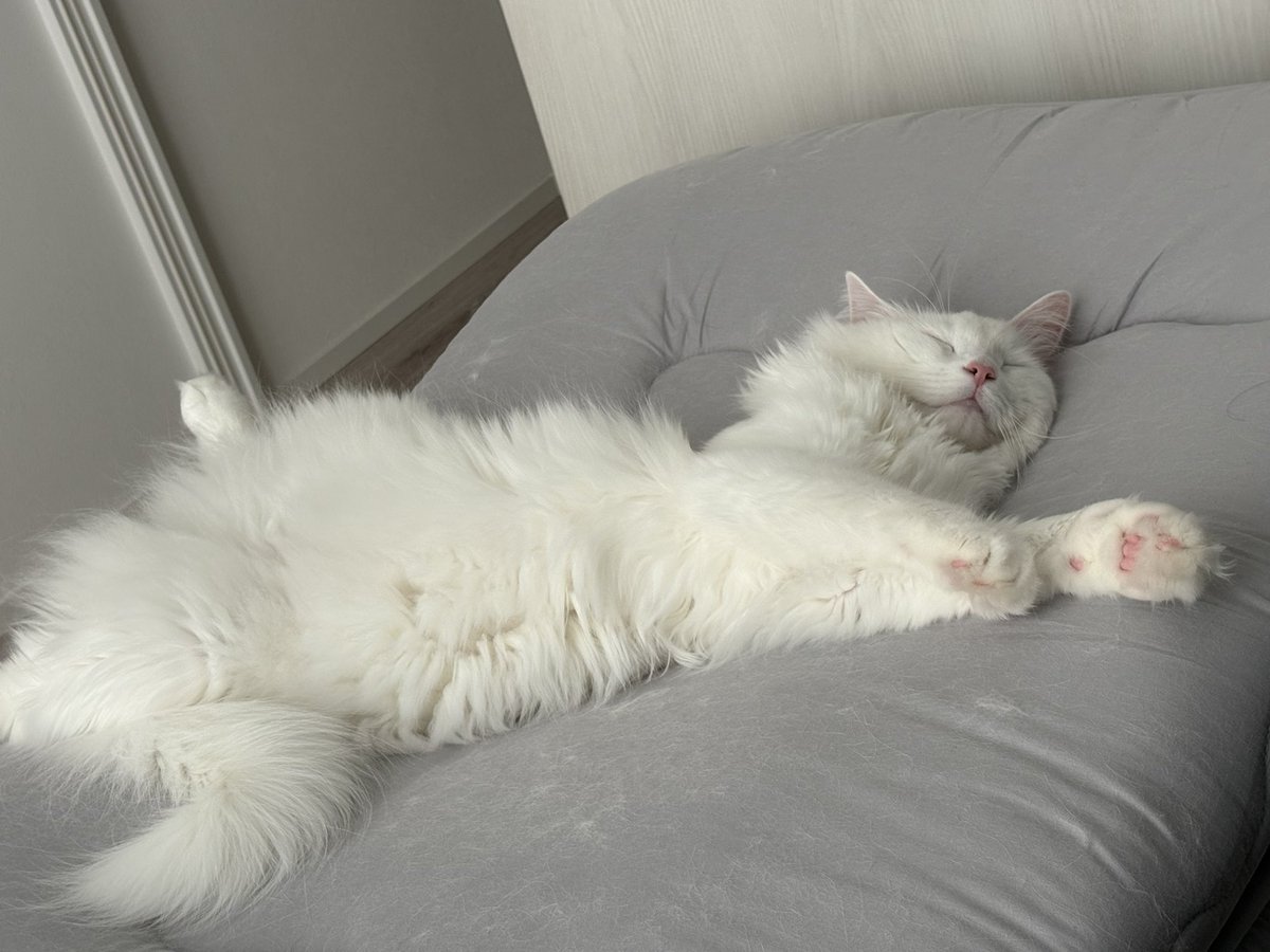 しろねこごま tweet media