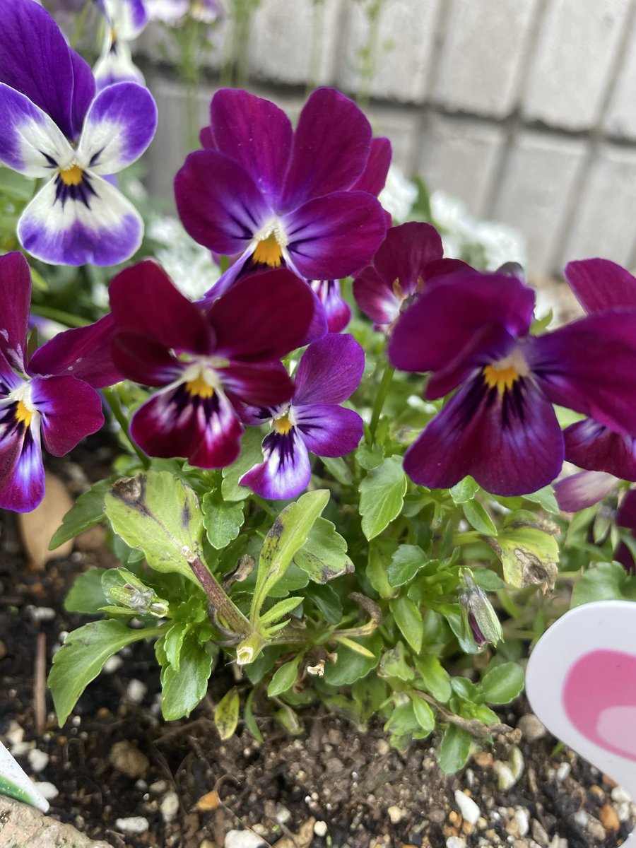 alone_time_6532's tweet photo. こんばんは！
チューリップの球根を植えるついでに、一緒に種まきしたビオラとスミレのミックスが咲き始めました😁

3.4枚目の写真は、咲いた状態で購入して花壇に植えたもの。
色々な品種が増えていてすごい✨ウサギの耳みたいで可愛い🐇💕 https://t.co/9b7HtfGXqK