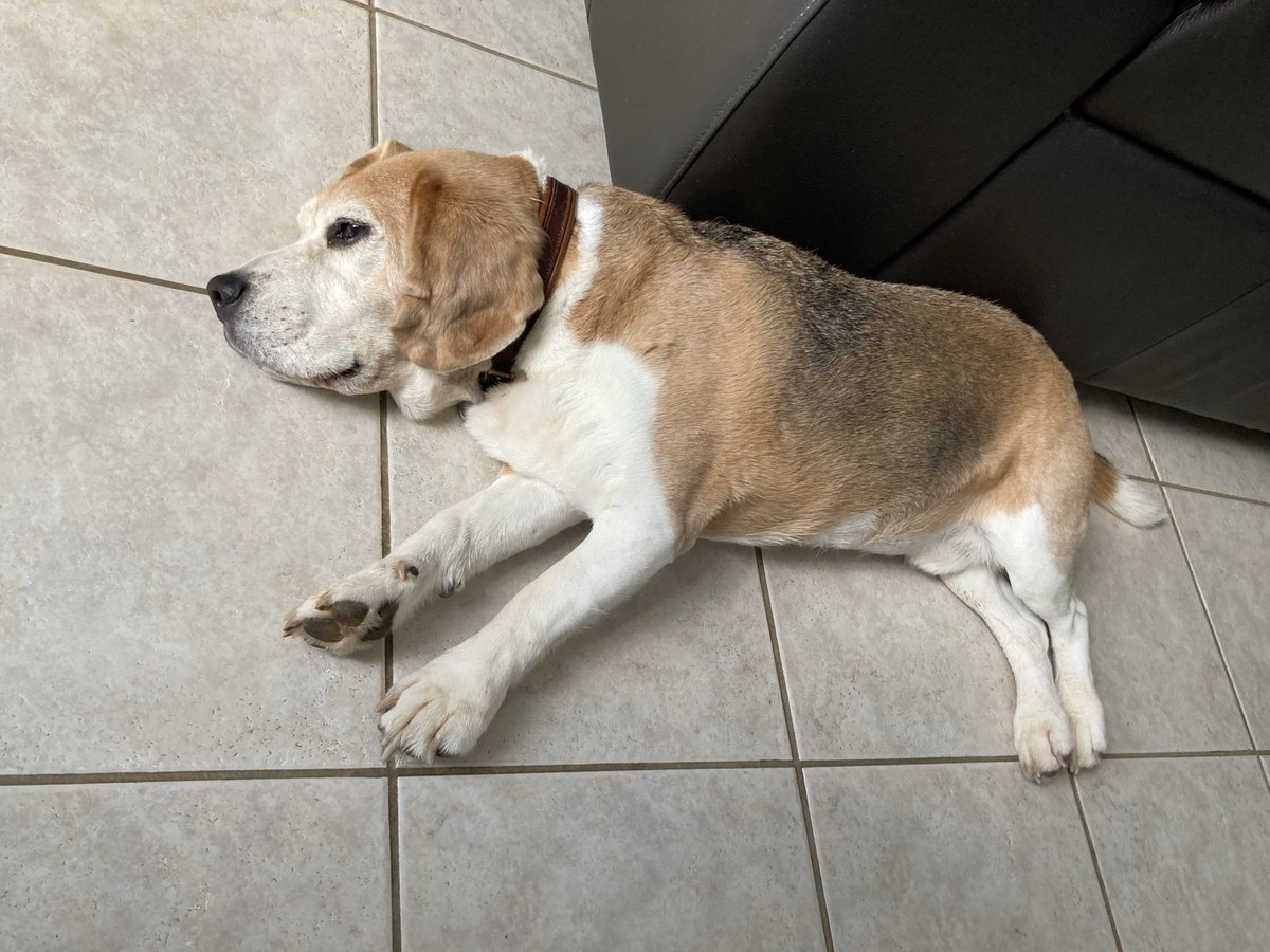 Beagle Bandit🐾🇫🇷 🇪🇺💙 tweet media