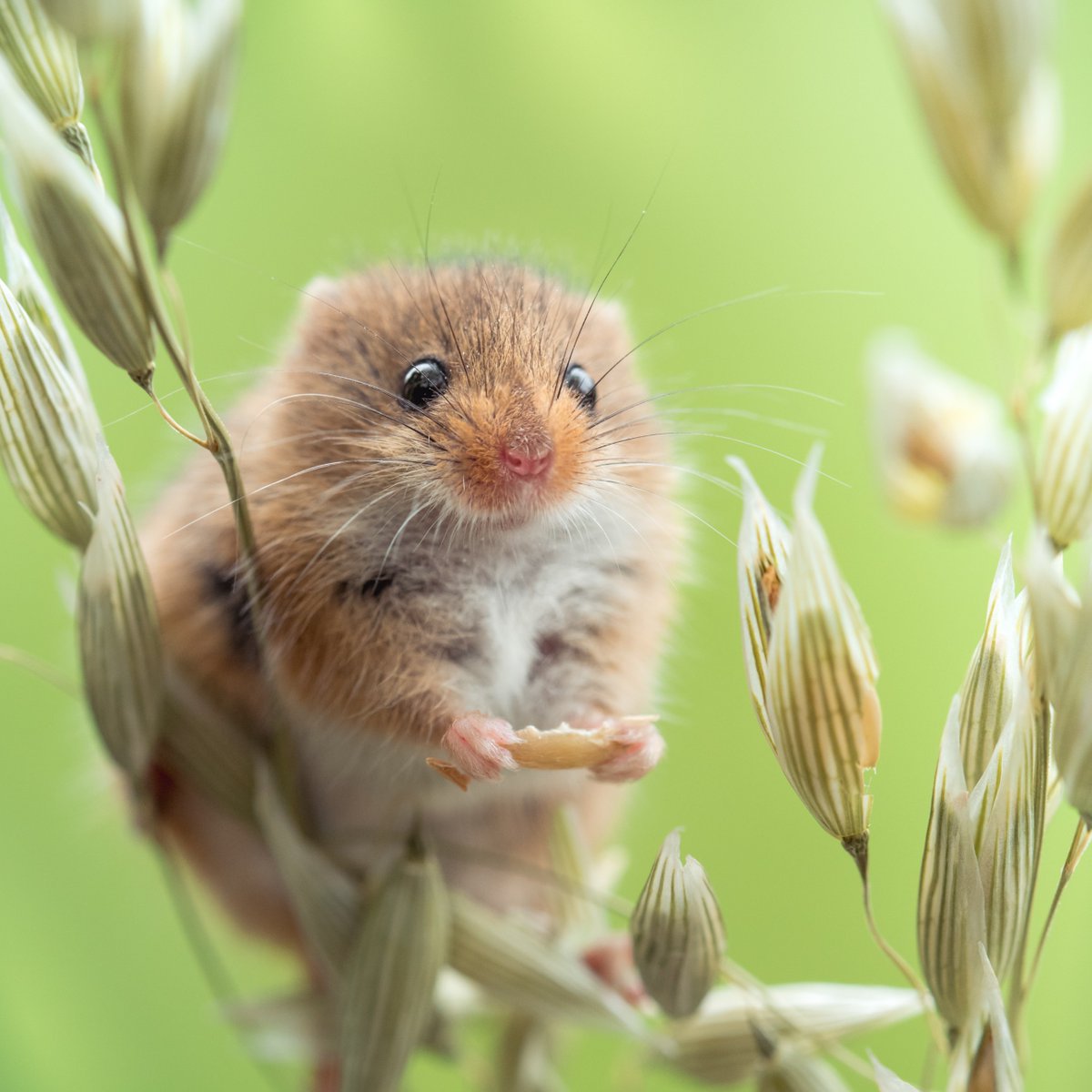 AnimalPlanet's tweet image. Snack break! 🍽️

📸: Andy Boyce

#mouse #wildlife
