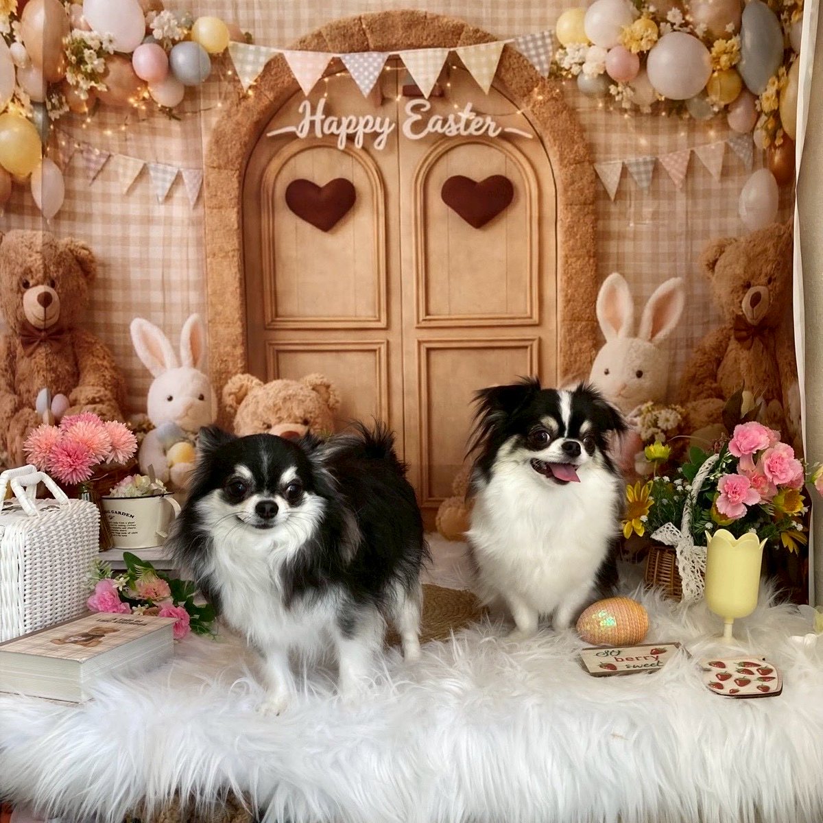 oreo_late's tweet photo. トリミングで撮ってもらったよ🐶🐶 https://t.co/sejRDnG1ce