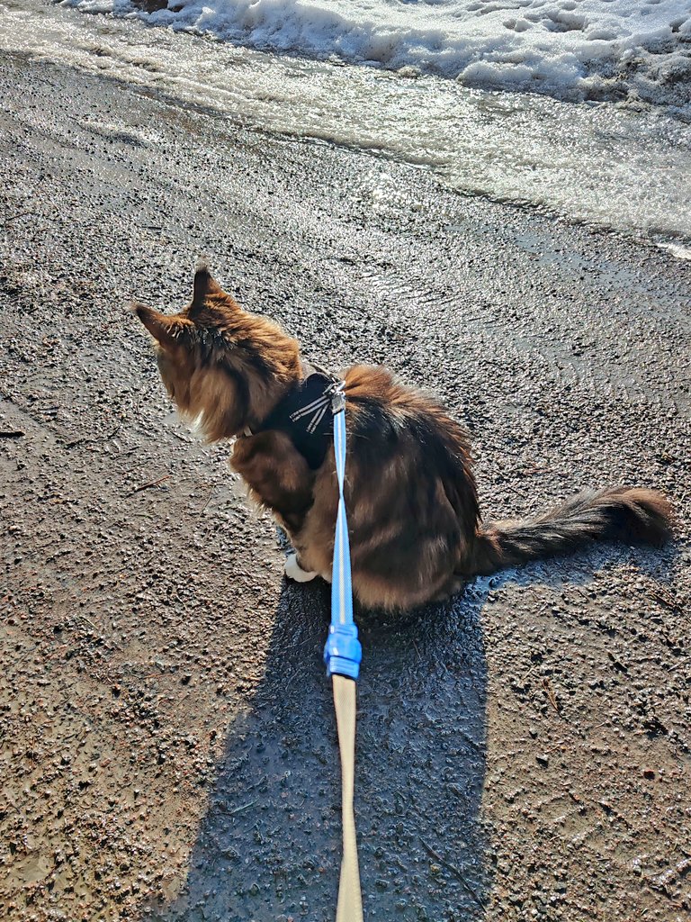 MariLind21's tweet photo. Nää tyypit saattaa vähän olla kurassa 🫣.
#Rambo #kissat #mainecoon #Velho #rescuekissa https://t.co/0hmBQs2XqC