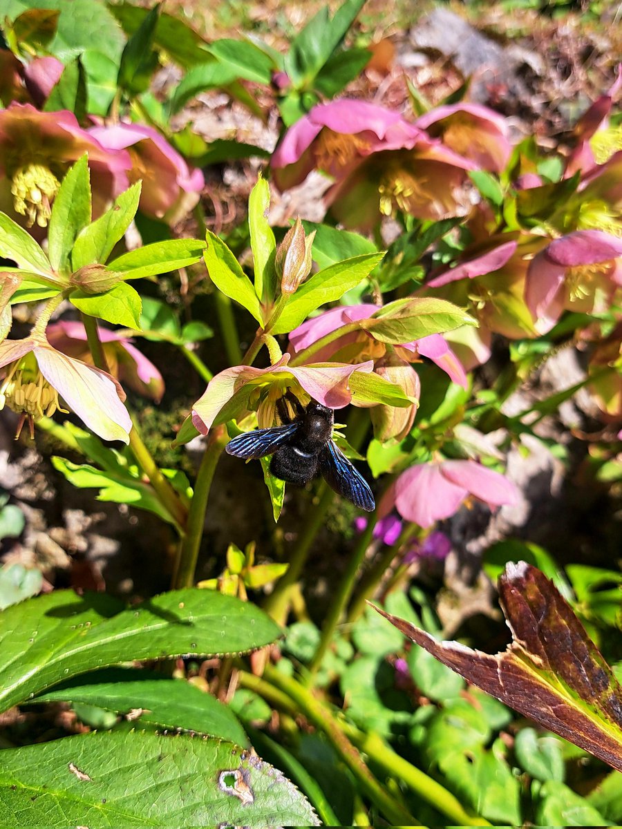 Luu-Ly Do-Quang tweet media