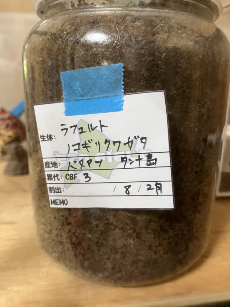 lcwvsr31's tweet photo. エゾクワカブフェスに行ってきました！
クワカブの話を色々できて楽しかったです！
増やす予定はなかったんですがゴロファが目に入ってきて、気づけば衝動を抑えられませんでした😂
運試しガラポンでラフェルトノコギリの幼虫も当たったので嬉しいです！！

#EZOクワカブフェスタ
#エゾクワカブフェス https://t.co/ZBywpJW2J6