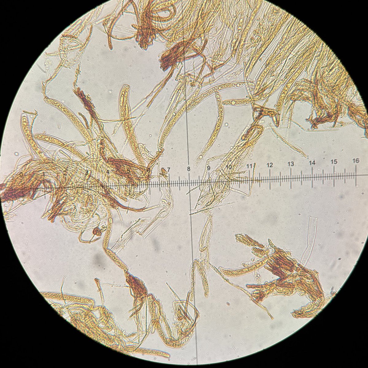 🍄すが(−10歳肌)🍄 tweet media