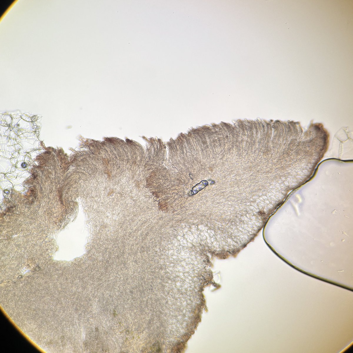 🍄すが(−10歳肌)🍄 tweet media