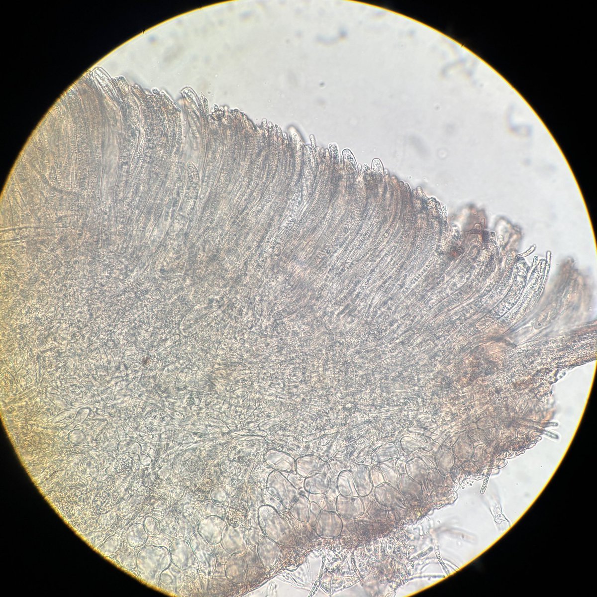 🍄すが(−10歳肌)🍄 tweet media