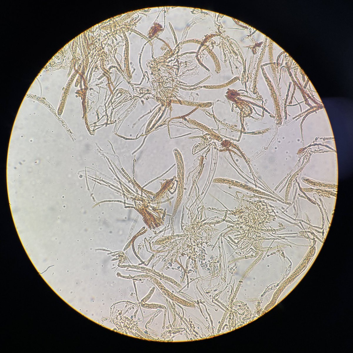 🍄すが(−10歳肌)🍄 tweet media