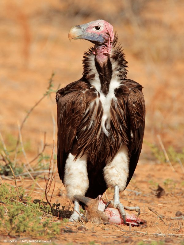 Nig_Farmer's tweet photo. Most people see a vulture and think only one thing - dirty scavenger. 

But this bird is actually one of nature’s most important cleaners. Without vultures, dangerous diseases could spread much faster in the wild. 

The animal many people avoid might actually be one of the heroes of the ecosystem.

Interesting facts about vultures :-

• Vultures have extremely strong stomach acid that can destroy dangerous bacteria like those that cause Anthrax and Rabies.

• By eating dæd animals quickly, vultures help prevent the spread of diseases in the environment.

• Their bald heads are not ugly by accident, the lack of feathers helps keep bacteria from sticking to their skin when feeding on carcasses.

• Some vultures can soar at heights of over 11,000 meters, almost as high as some airplanes fly.

• Their eyesight is incredibly sharp, allowing them to spot dead animals from several kilometers away.

• Vultures rarely kill animals themselves; they are mainly scavengers that feed on animals already dead.

• Certain species, like the African White-backed Vulture, play a major role in cleaning up carcasses across African savannas.

• Vultures can eat large amounts of meat at once and then go several days without eating again.

• Their wings are very broad, allowing them to glide for hours using warm air currents with almost no energy.

• Vultures often follow each other - when one bird finds food, others quickly gather.

• A group of feeding vultures can clean a large animal carcass in less than an hour.

• Despite their rough appearance, vultures are very social birds and often roost together in large groups.

• Some species of vultures use tools, such as stones, to break open tough eggs.

• In many ecosystems, vultures are considered nature’s sanitation workers.

• Sadly, many vulture species are declining due to poisoning, habitat loss, and human activities.

The bird many people dislike is actually one of nature’s most important protectors - silently keeping the environment clean.

When next you see vultures, understand they're doing an amazing work for the society.

Happy Sunday 
Lanre NaijaFarmer
