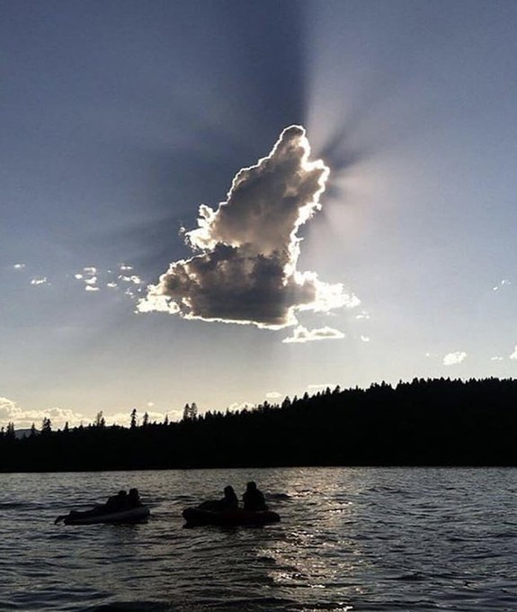 MiniAnimales's tweet photo. Todos los perros van al cielo. https://t.co/aBzMaNNtPC