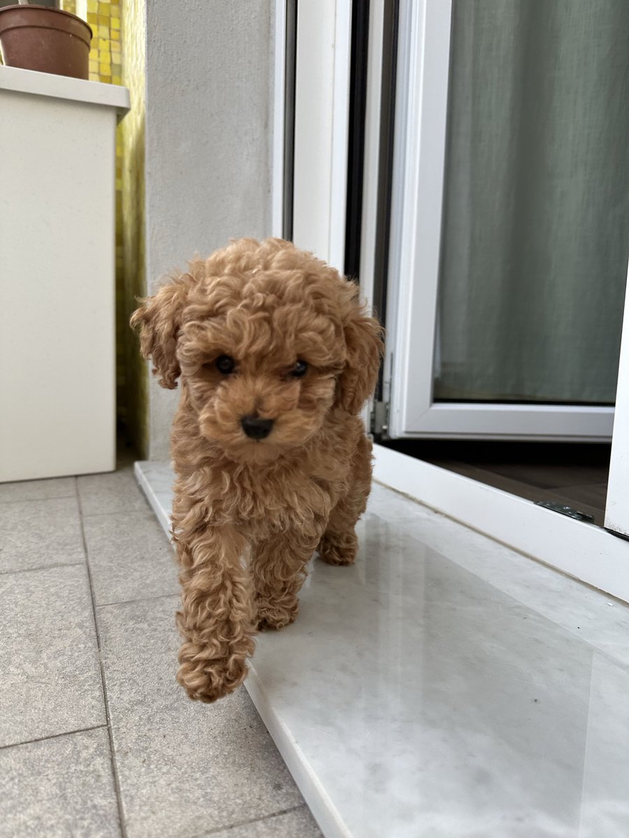 Emanuela Zaccone tweet media