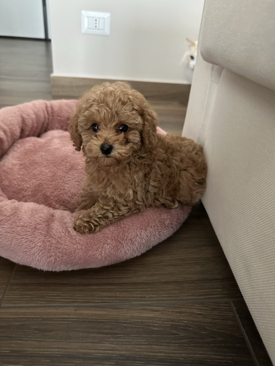 Emanuela Zaccone tweet media