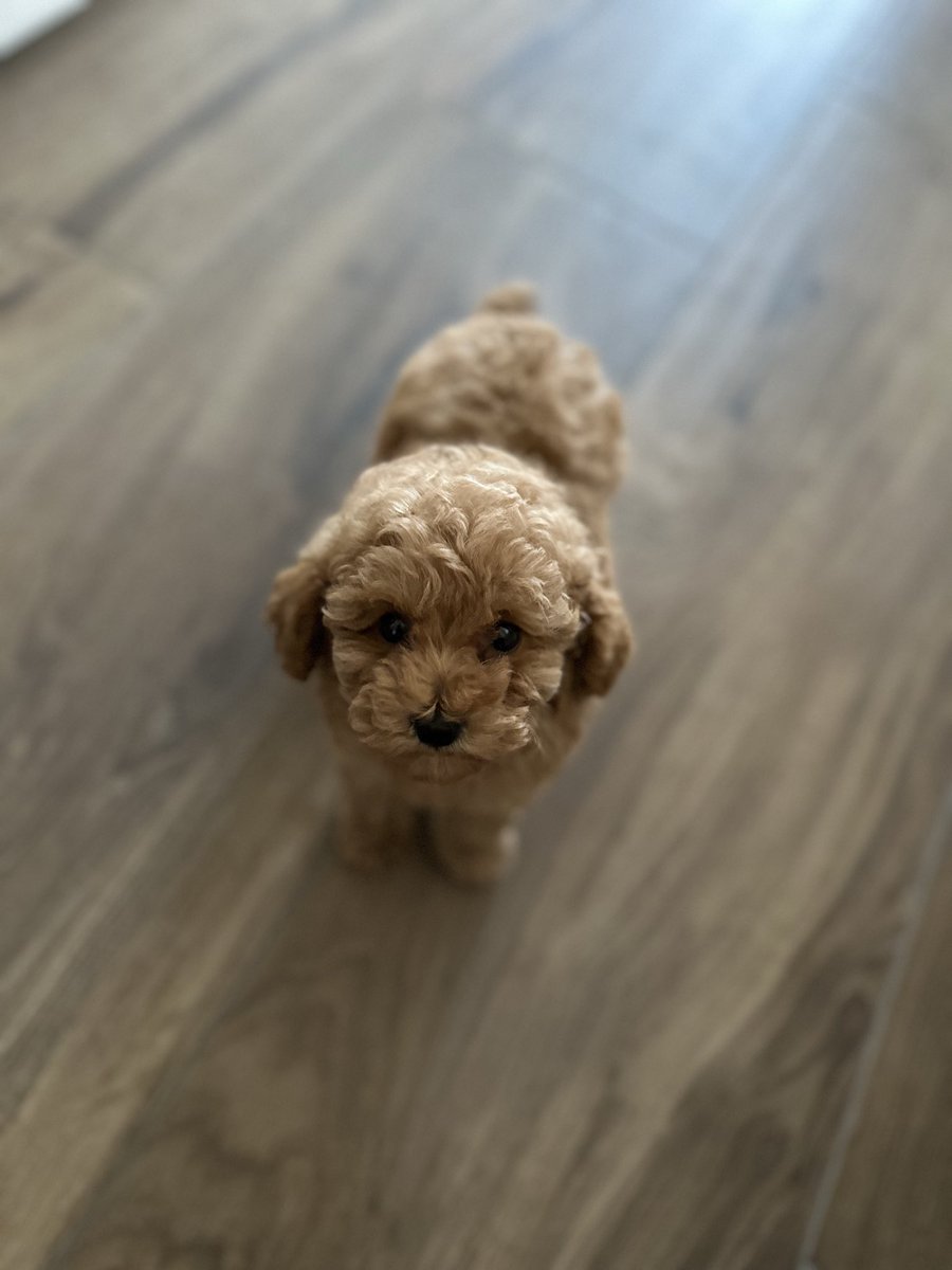 Emanuela Zaccone tweet media