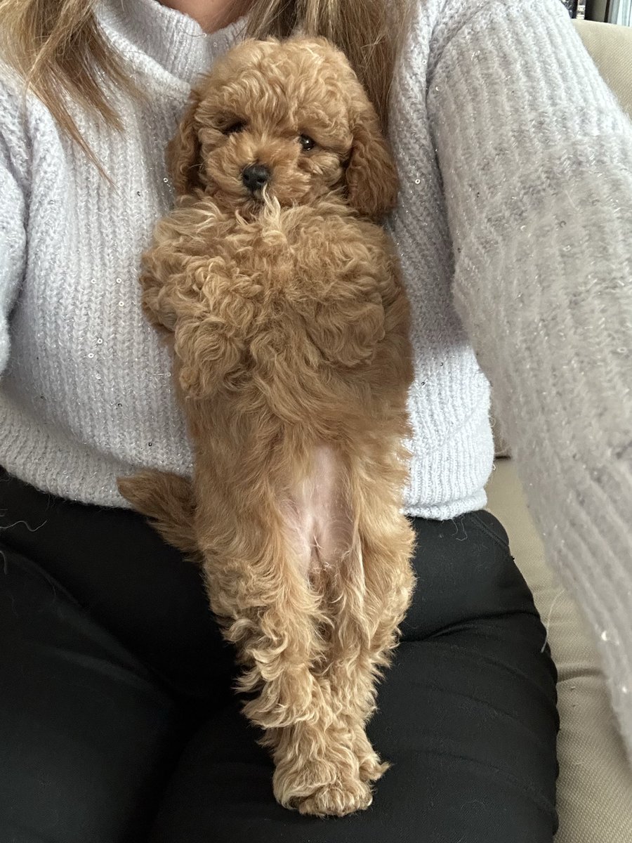 Emanuela Zaccone tweet media