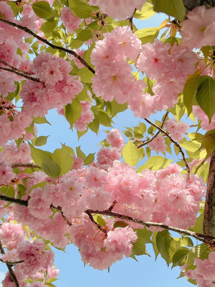 🌿🌼🧺 tweet media