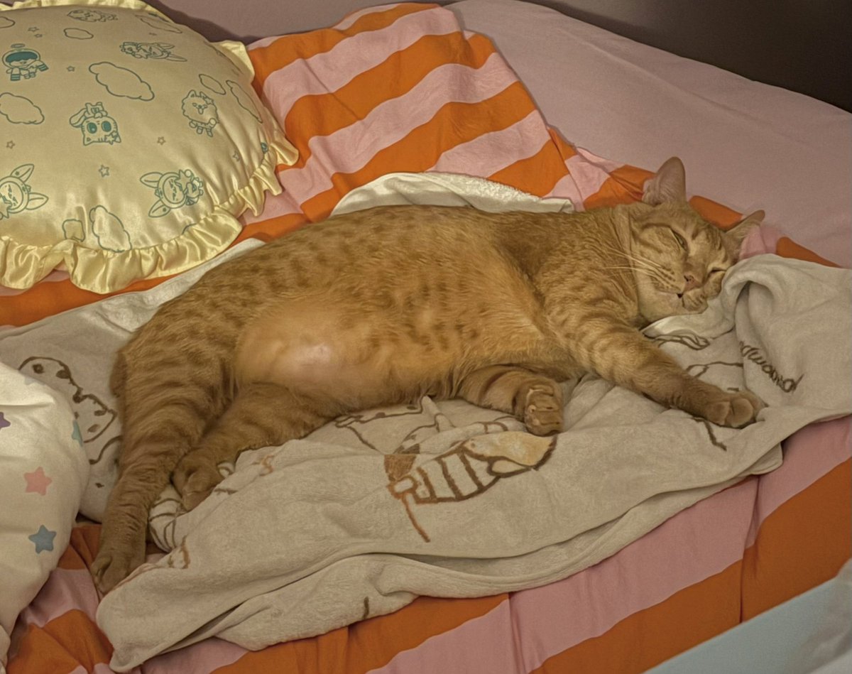 ในขณะที่ผมนั่งกลืนเลือด เจ็บแผลผ่าฟัน จัดการรอบพรี แมวของผมกำลังนอนท่านี้