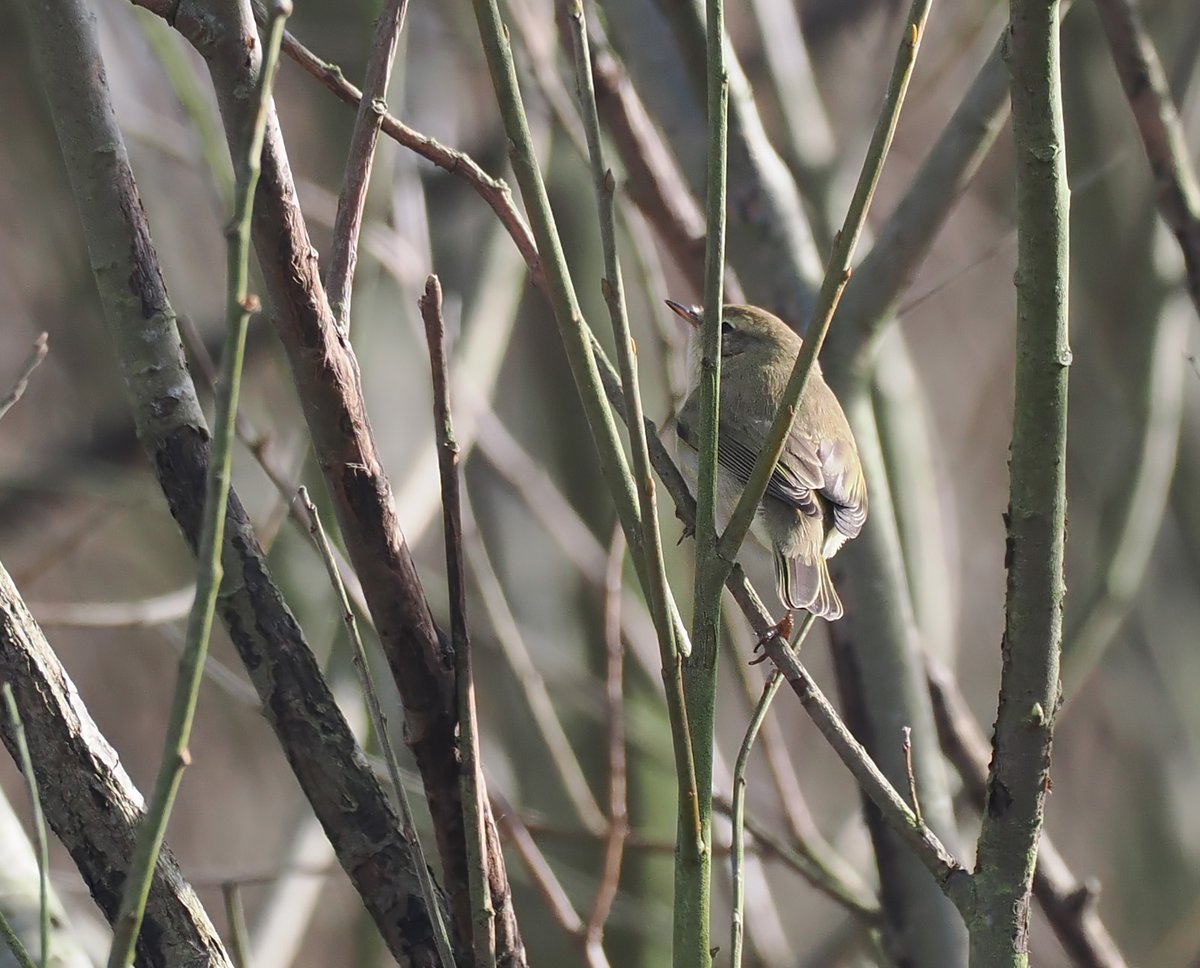 Andrew Whitehouse tweet media