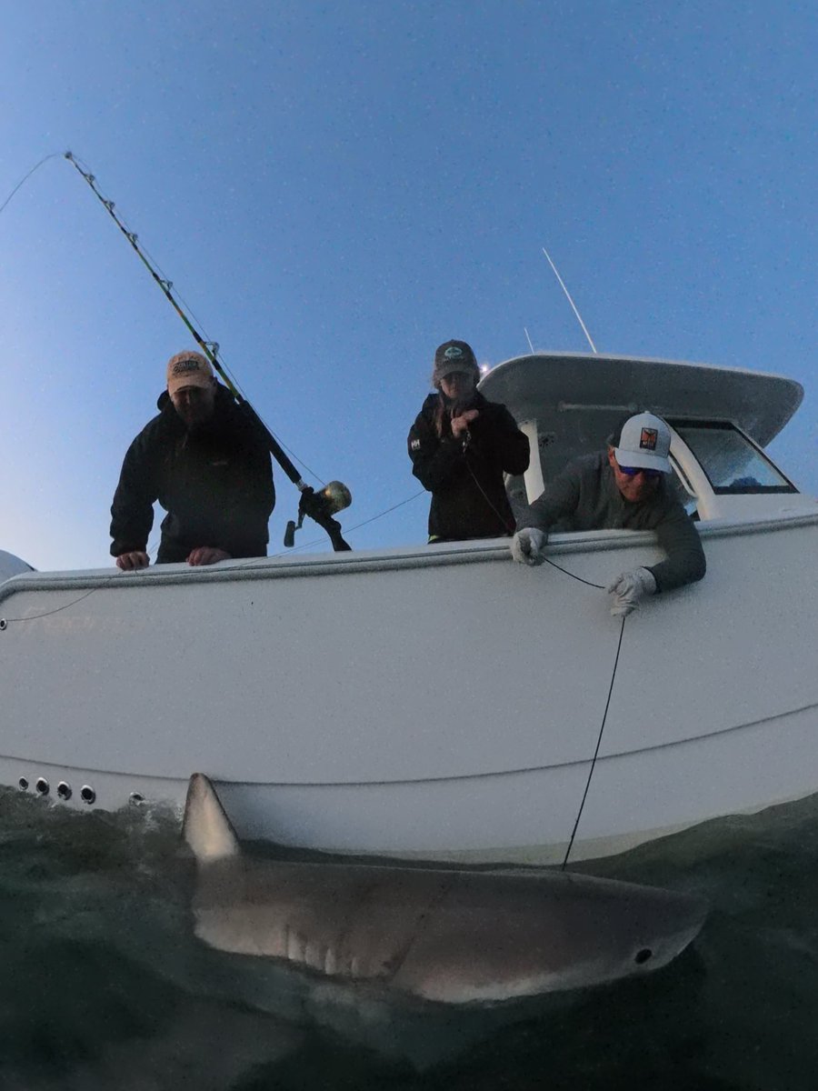 Chip Michalove tweet media