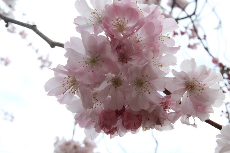 𓈒 ࣪ ˖ tweet media