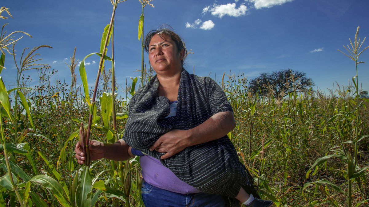 Julio Berdegué tweet media
