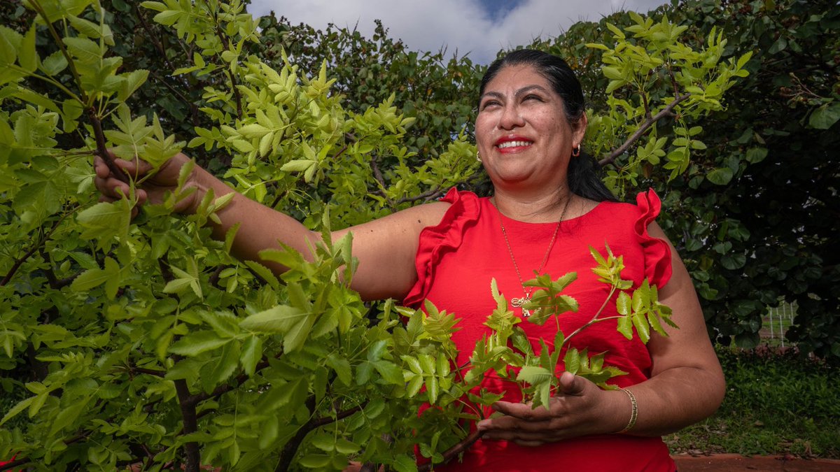 Julio Berdegué tweet media