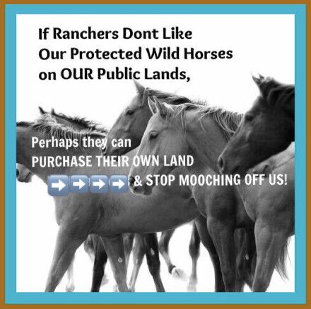 meliorist59's tweet photo. 🚨PETITION 🚨
#HaltTheHelicoptersNOW
#StopTheSlaughterNOW
#FireCorruptBLMAndUSFSAgents
#NoLivestockOnOURPublicLands
https://t.co/xxGUyh7LkH https://t.co/39VuK2Tj4c