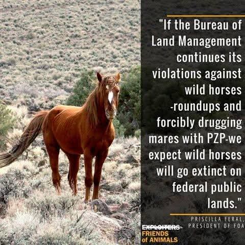 meliorist59's tweet photo. 🚨PETITION 🚨
#HaltTheHelicoptersNOW
#StopTheSlaughterNOW
#FireCorruptBLMAndUSFSAgents
#NoLivestockOnOURPublicLands
https://t.co/xxGUyh7LkH https://t.co/39VuK2Tj4c