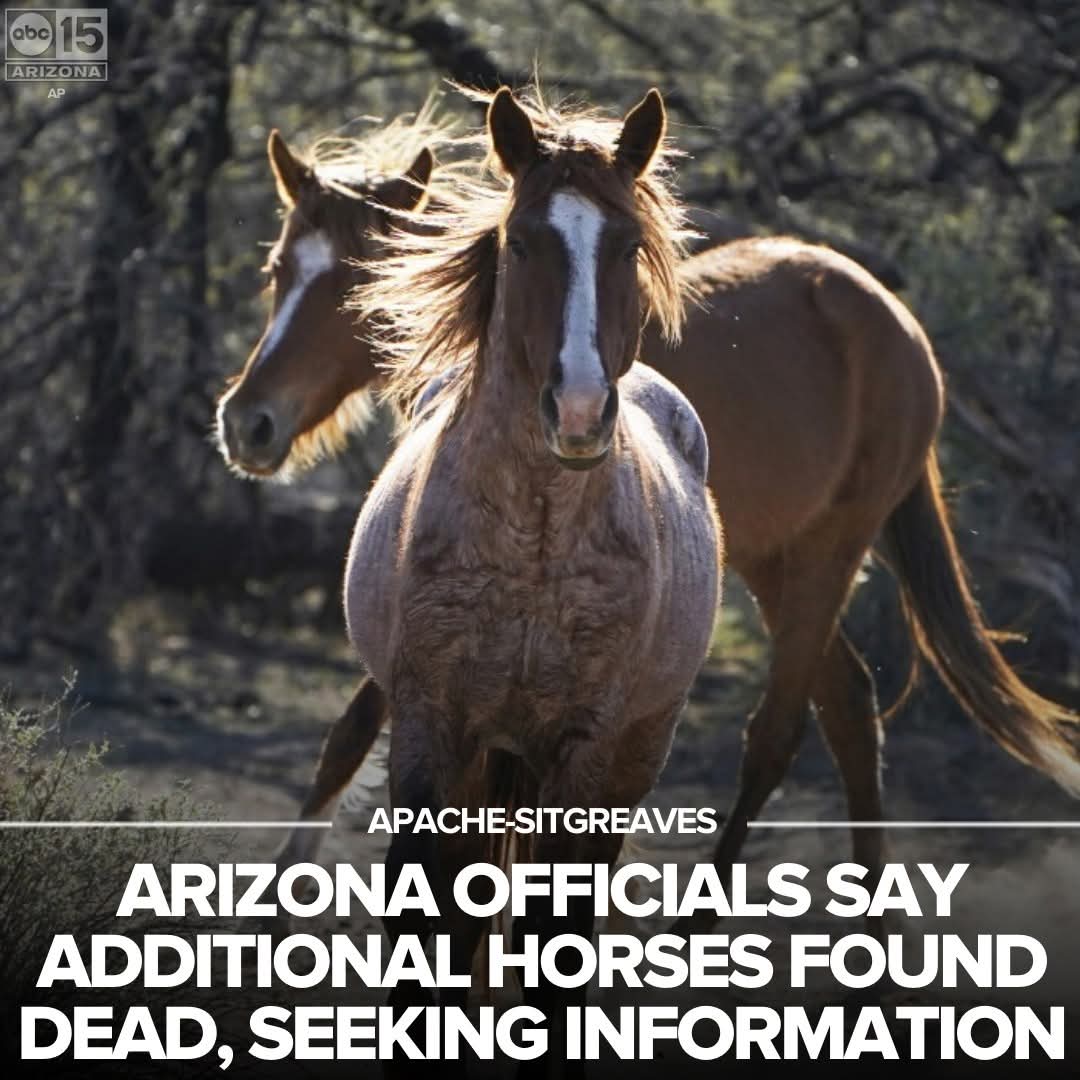 meliorist59's tweet photo. 🚨PETITION 🚨
#HaltTheHelicoptersNOW
#StopTheSlaughterNOW
#FireCorruptBLMAndUSFSAgents
#NoLivestockOnOURPublicLands
https://t.co/xxGUyh7LkH https://t.co/39VuK2Tj4c