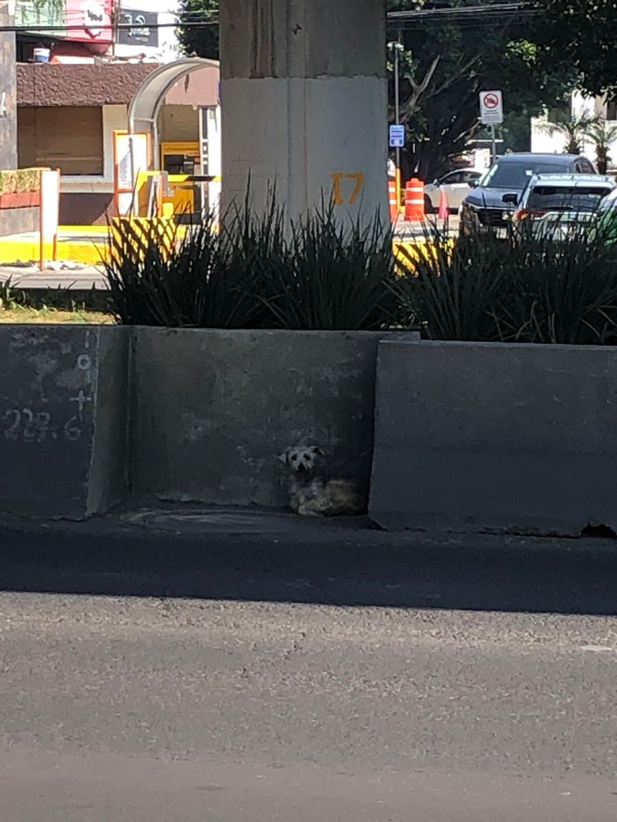 Me pasan reporte Urge perrito atrapado en carriles de periférico lleva rato ahí casi lo atropellan <a href="/UCS_GCDMX/">Unidad de Contacto del Secretario SSC CDMX</a>  Cerca de Periferico Sur 3697, Jardines del Pedregal, Tlalpan, 14110 Ciudad de México, CDMX urge apoyo <a href="/Animales_CDMX/">AnimalesCDMX</a>  <a href="/Ari_Arciniega6/">Ari Arciniega</a>  <a href="/arireyes192/">Alex8</a> <a href="/AztecaNoticias/">Azteca Noticias</a>