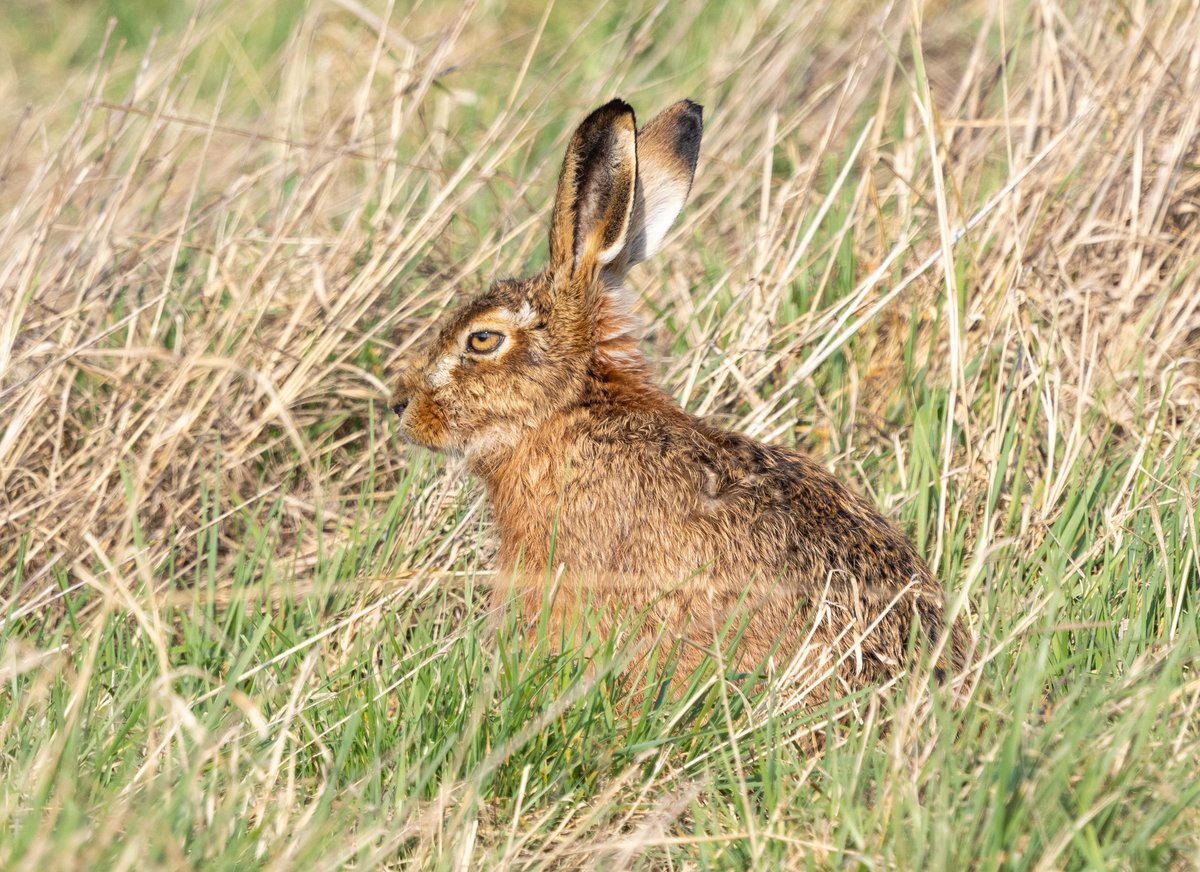 SteveMcDonnell4's tweet photo. @teesbirds1 
Brown Hare, #RSPBSaltholme recently. https://t.co/fGnseGdpoh