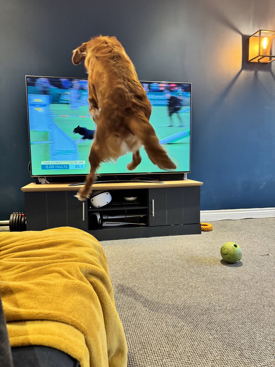 HighHopesLaura's tweet photo. @Crufts Murphy, my red field golden, would like the agility dogs to know that he’s jumping alongside them 😂 #crufts #agility #redfieldgolden https://t.co/2NxEdsZfYY