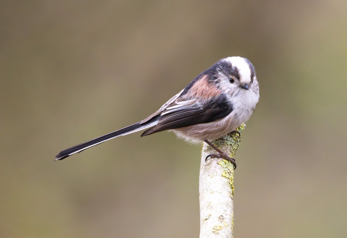 SteveMcDonnell4's tweet photo. @teesbirds1 
Local Long-tailed Tit. https://t.co/EiuEjxNwEc