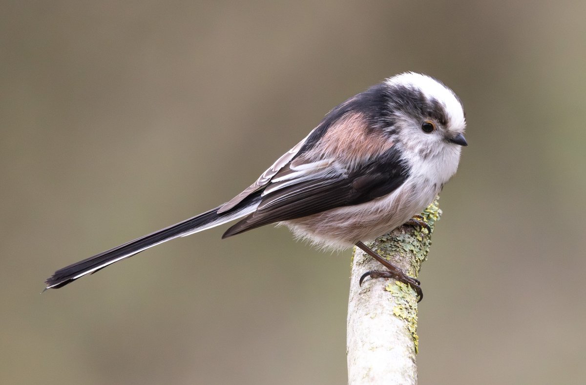 SteveMcDonnell4's tweet photo. @teesbirds1 
Local Long-tailed Tit. https://t.co/EiuEjxNwEc