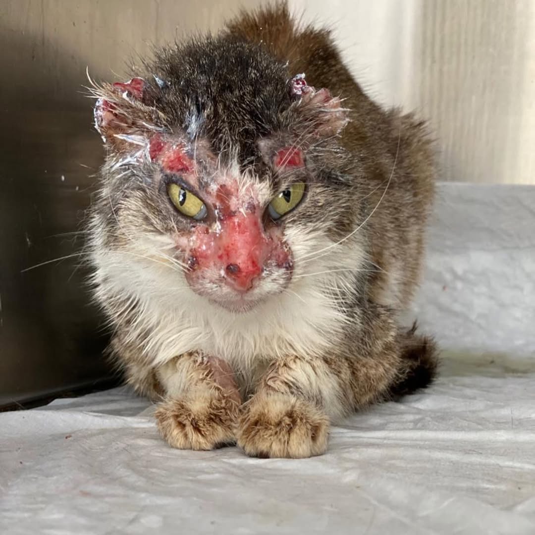 Cats of Meow York. tweet media