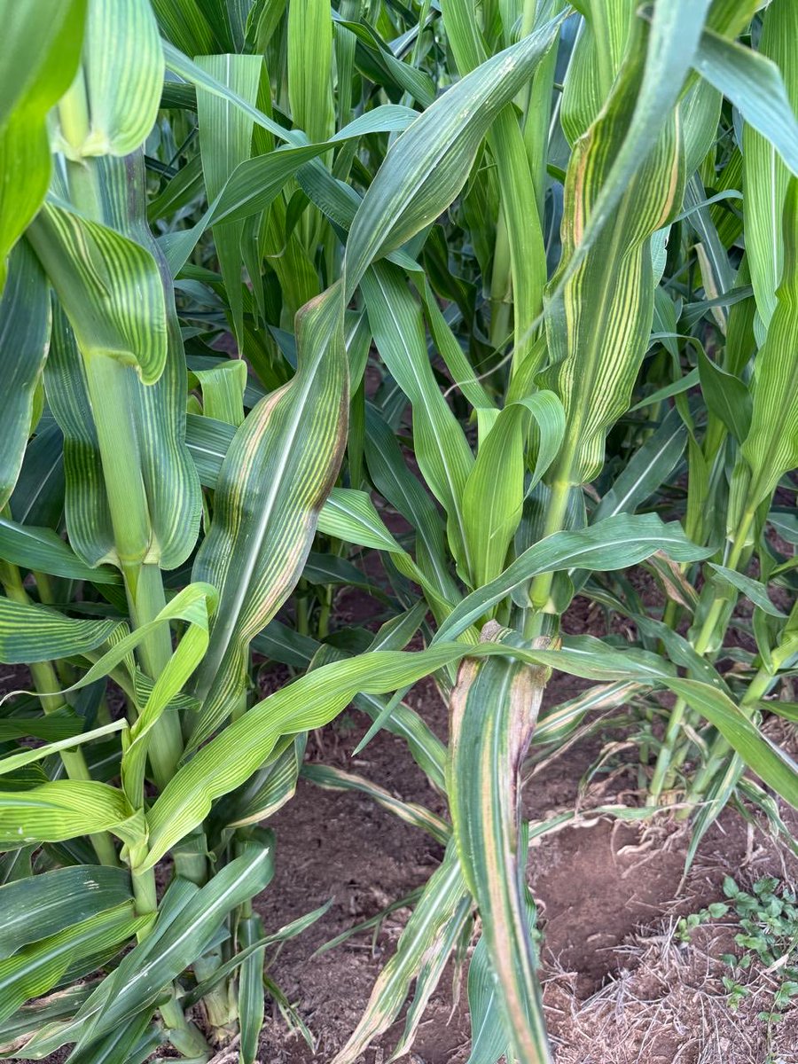 Guillermo A Sarmiento tweet media